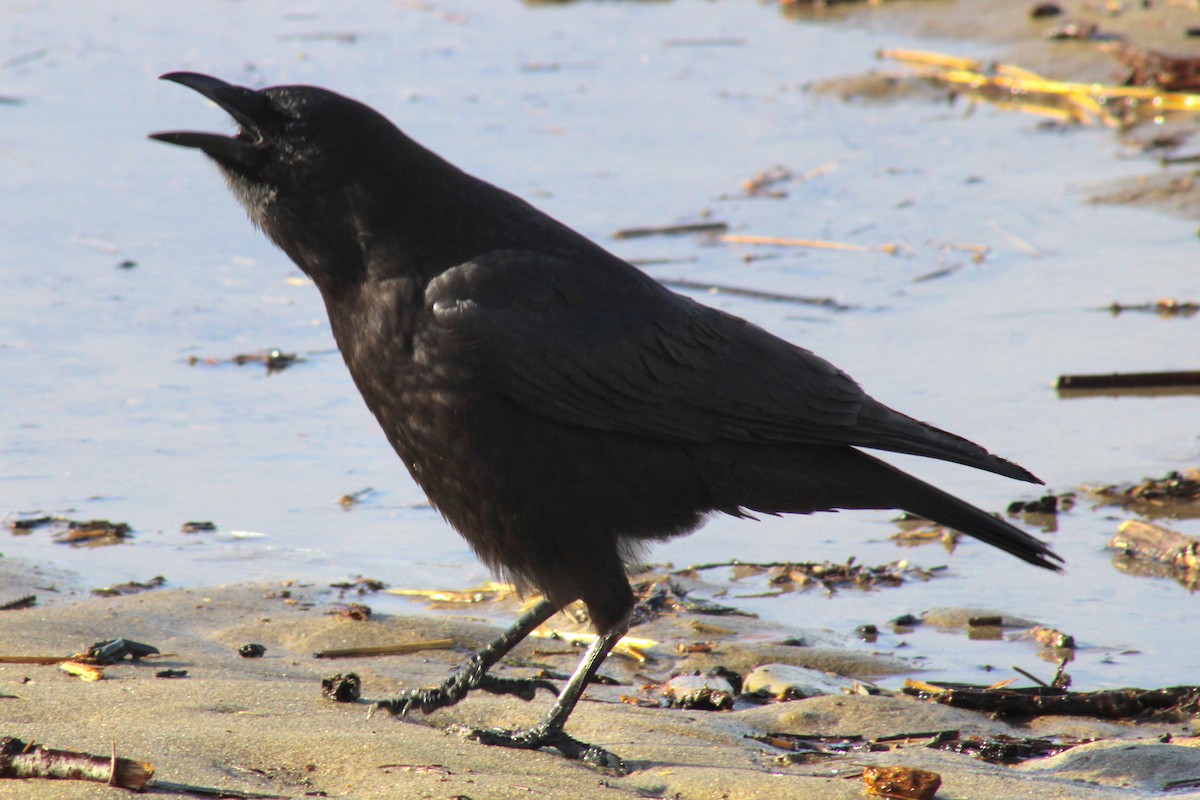 American Crow - ML432330221