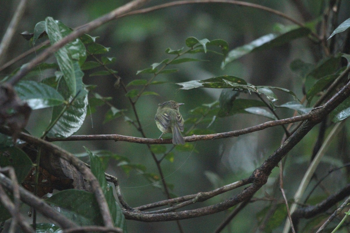 Helmeted Pygmy-Tyrant - ML432331281