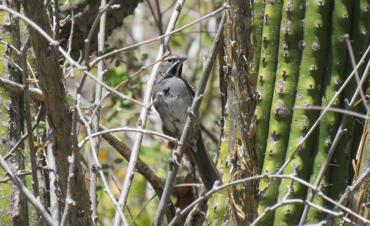 Five-striped Sparrow - ML432332011