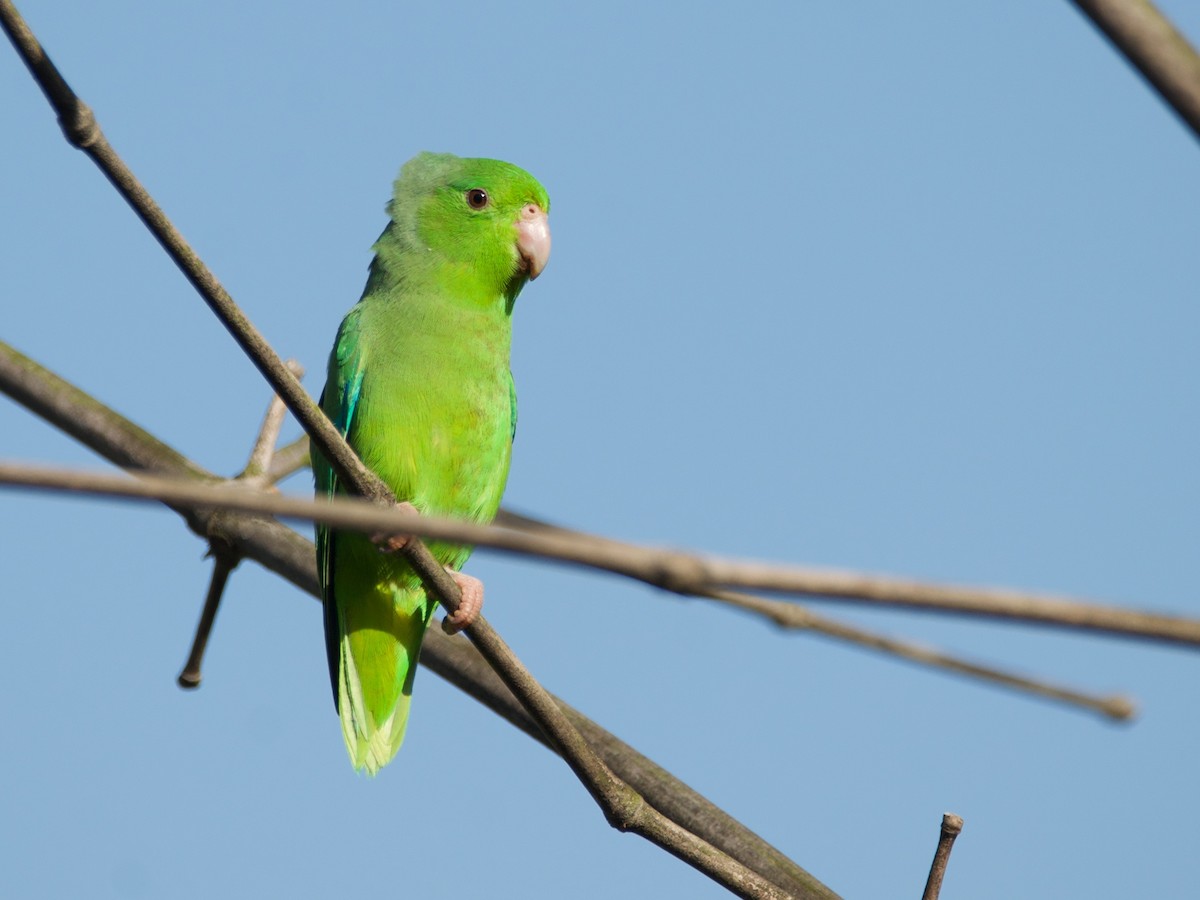Yeşil Sokumlu Serçe Papağanı - ML432332131