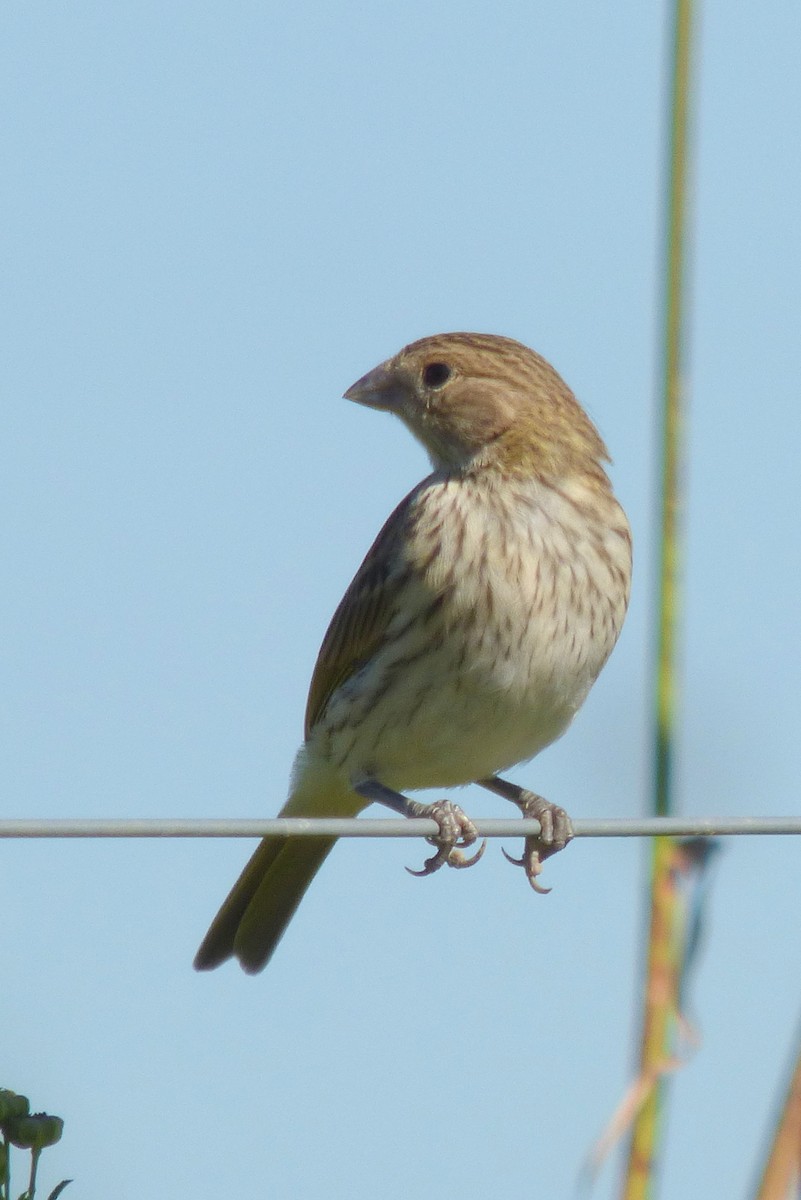 Saffron Finch - ML432333021