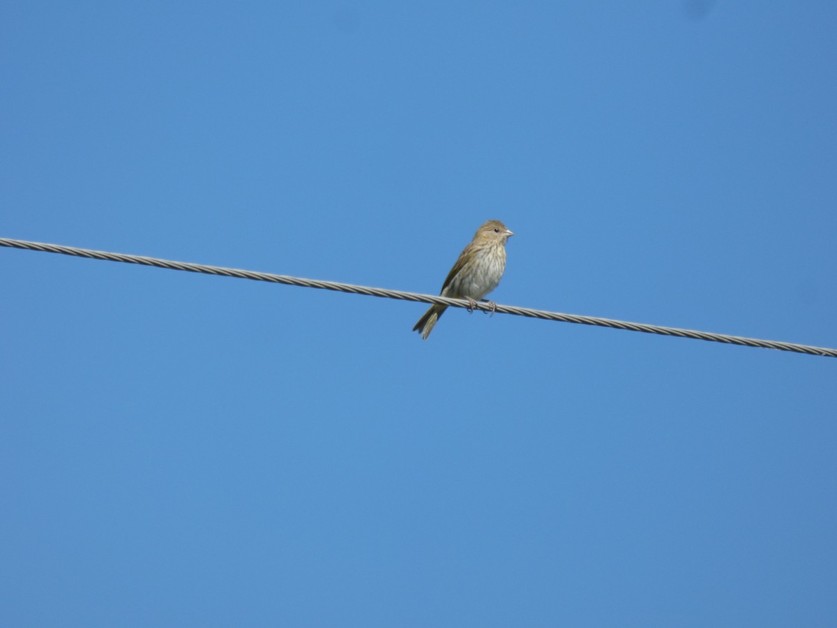 Saffron Finch - ML432333101