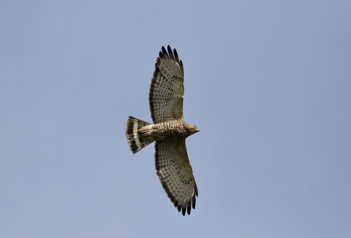 Broad-winged Hawk - ML432334031