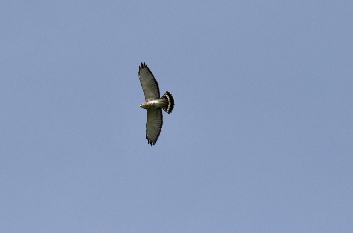 Broad-winged Hawk - ML432334051