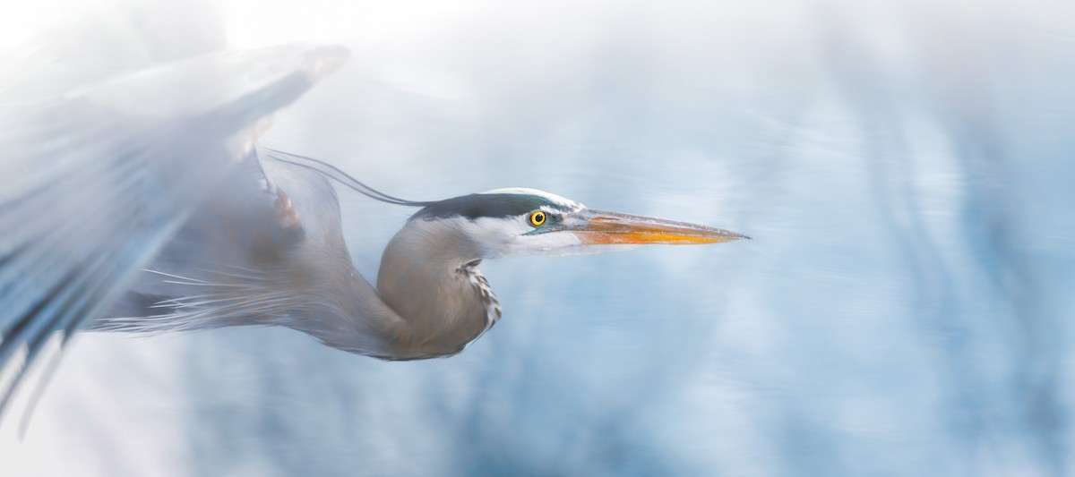 Great Blue Heron - ML432334151