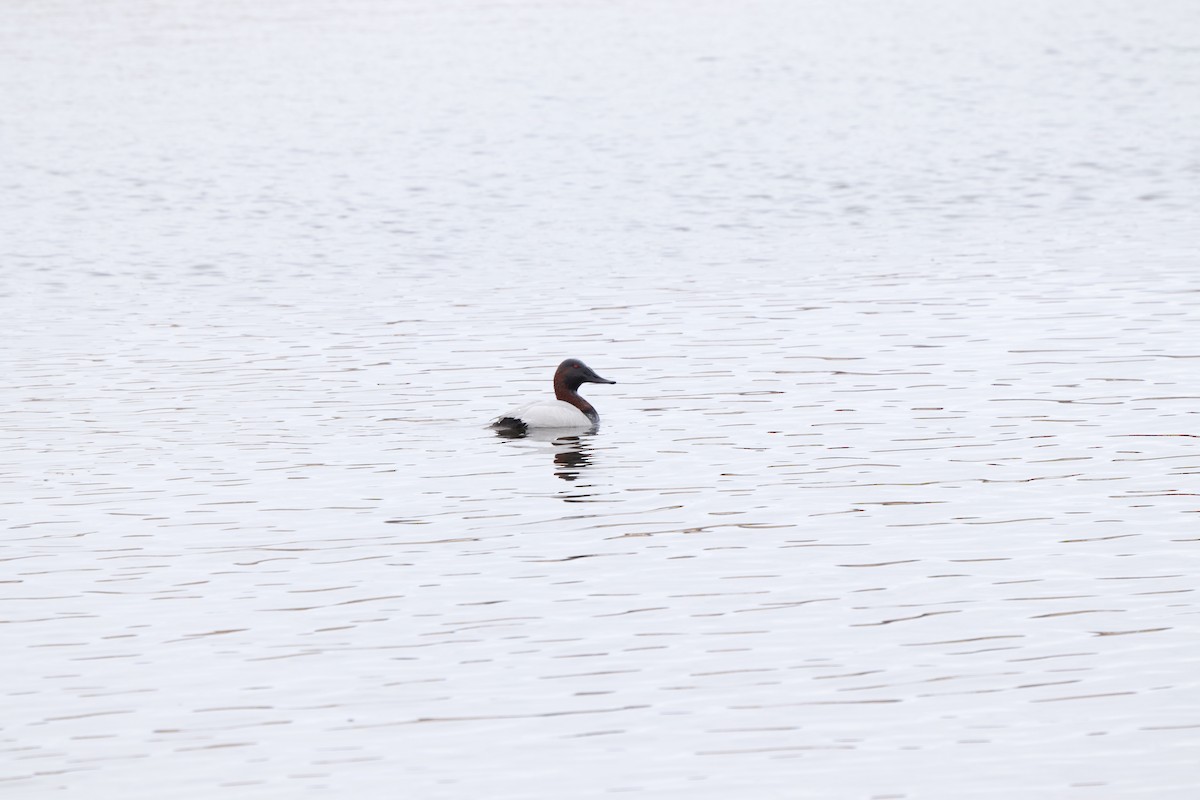 Canvasback - ML432334351