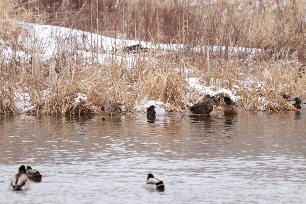 Canvasback - ML432334391