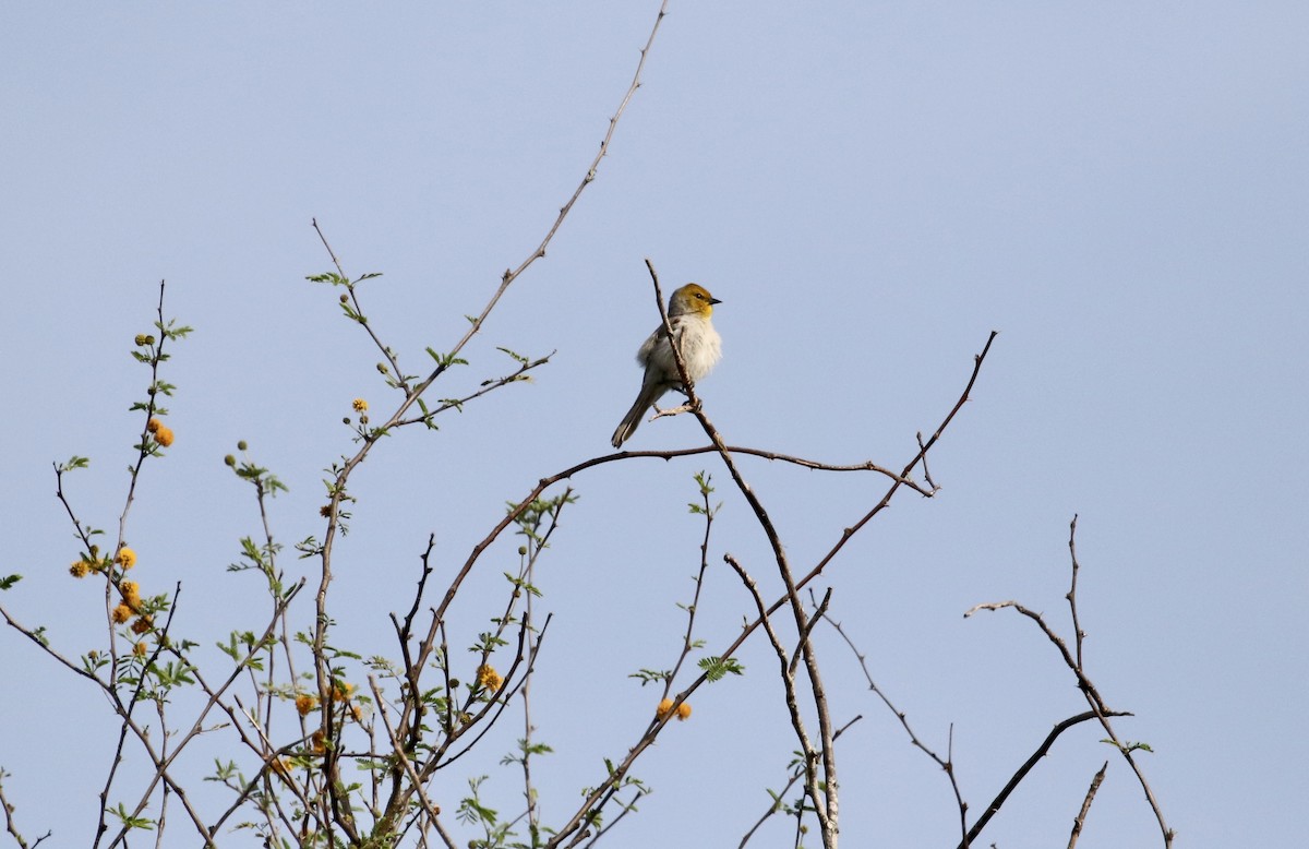 Verdin - ML432334431