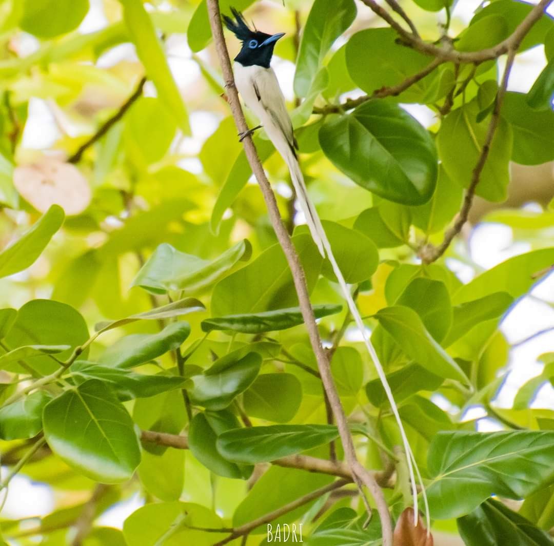 Indian Paradise-Flycatcher - ML432335191