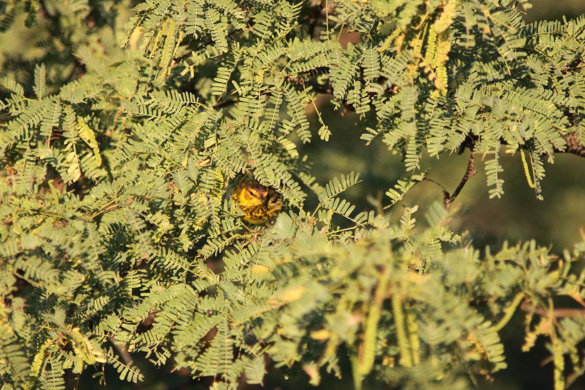 Cape May Warbler - ML432335461