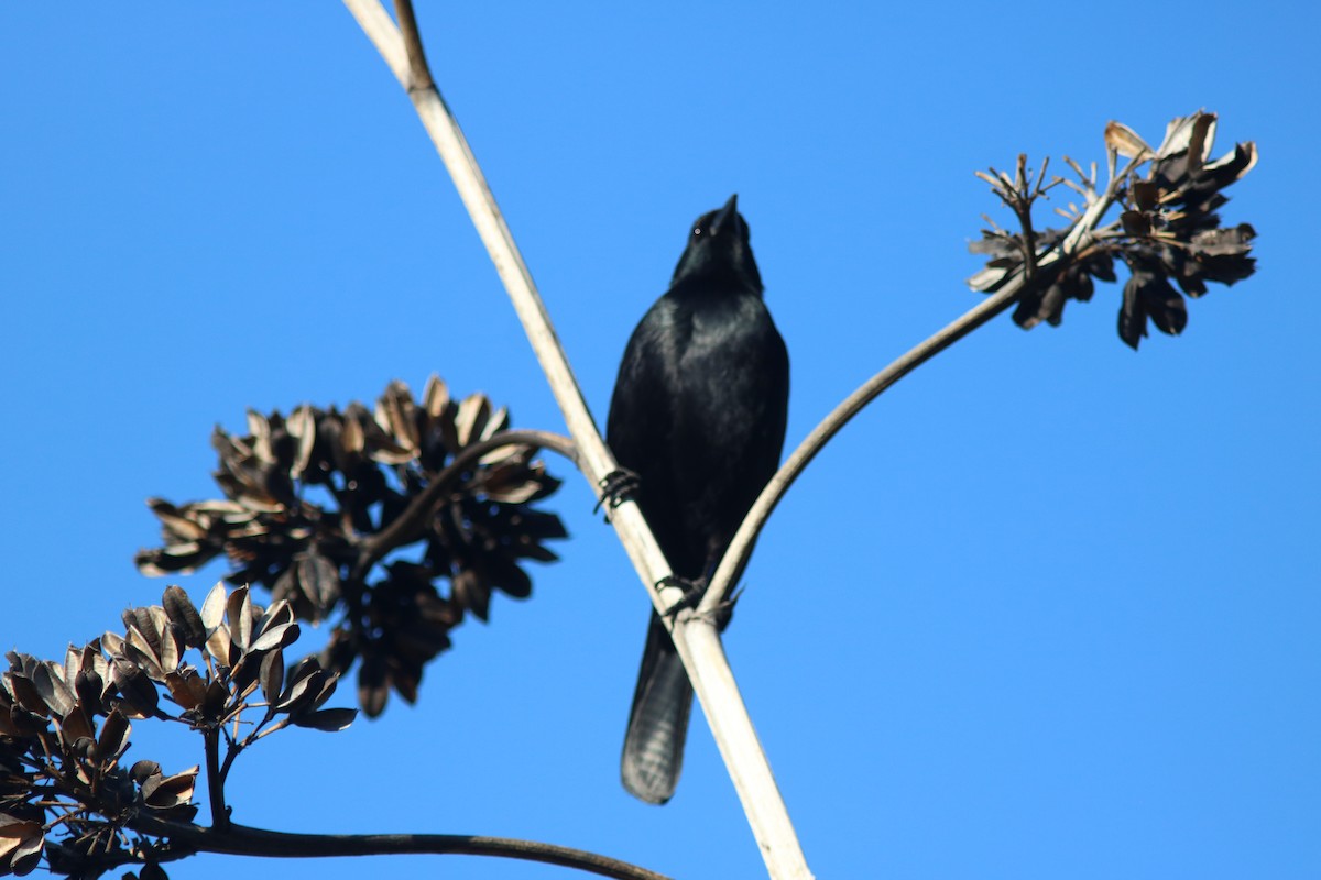 Cuban Blackbird - ML432335791