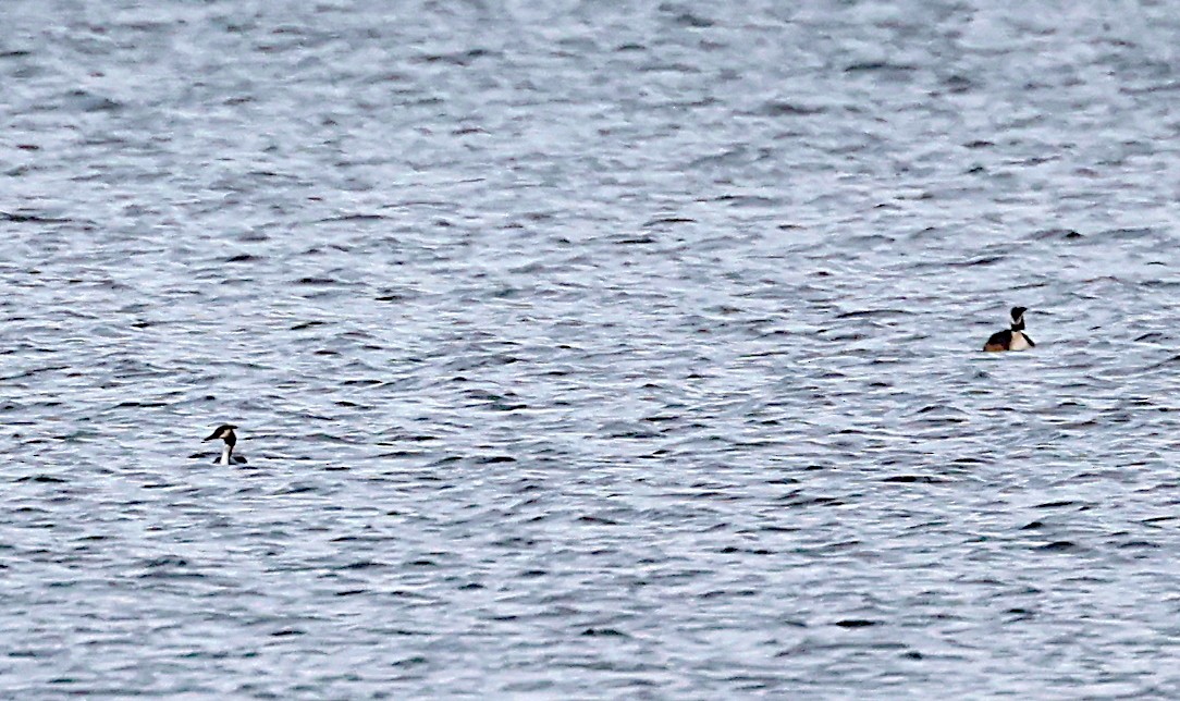 Great Crested Grebe - ML432336081