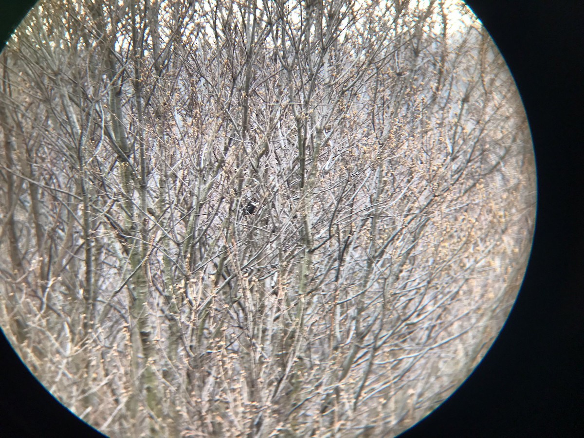 Ring Ouzel - ML432336251