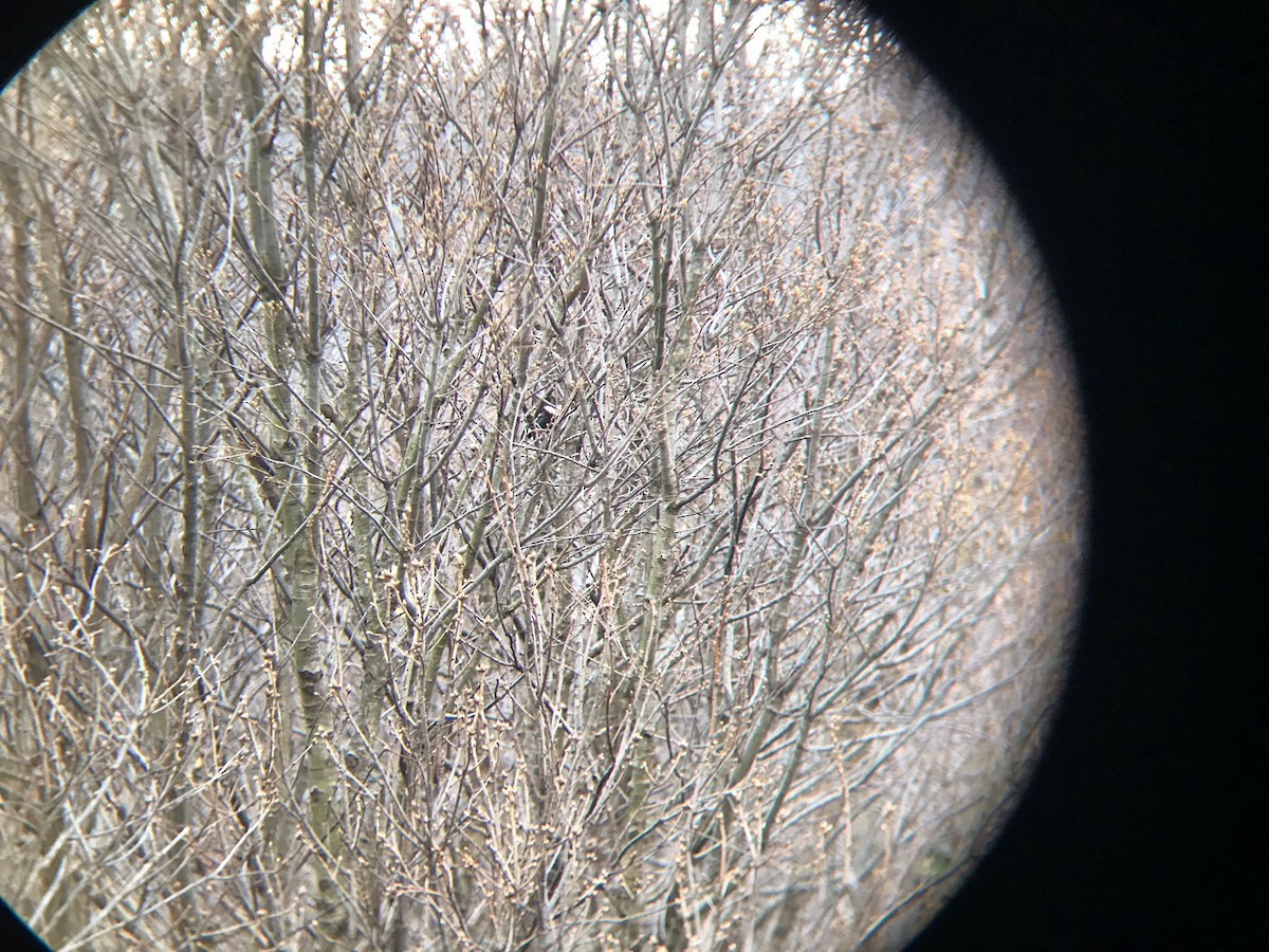 Ring Ouzel - ML432336331