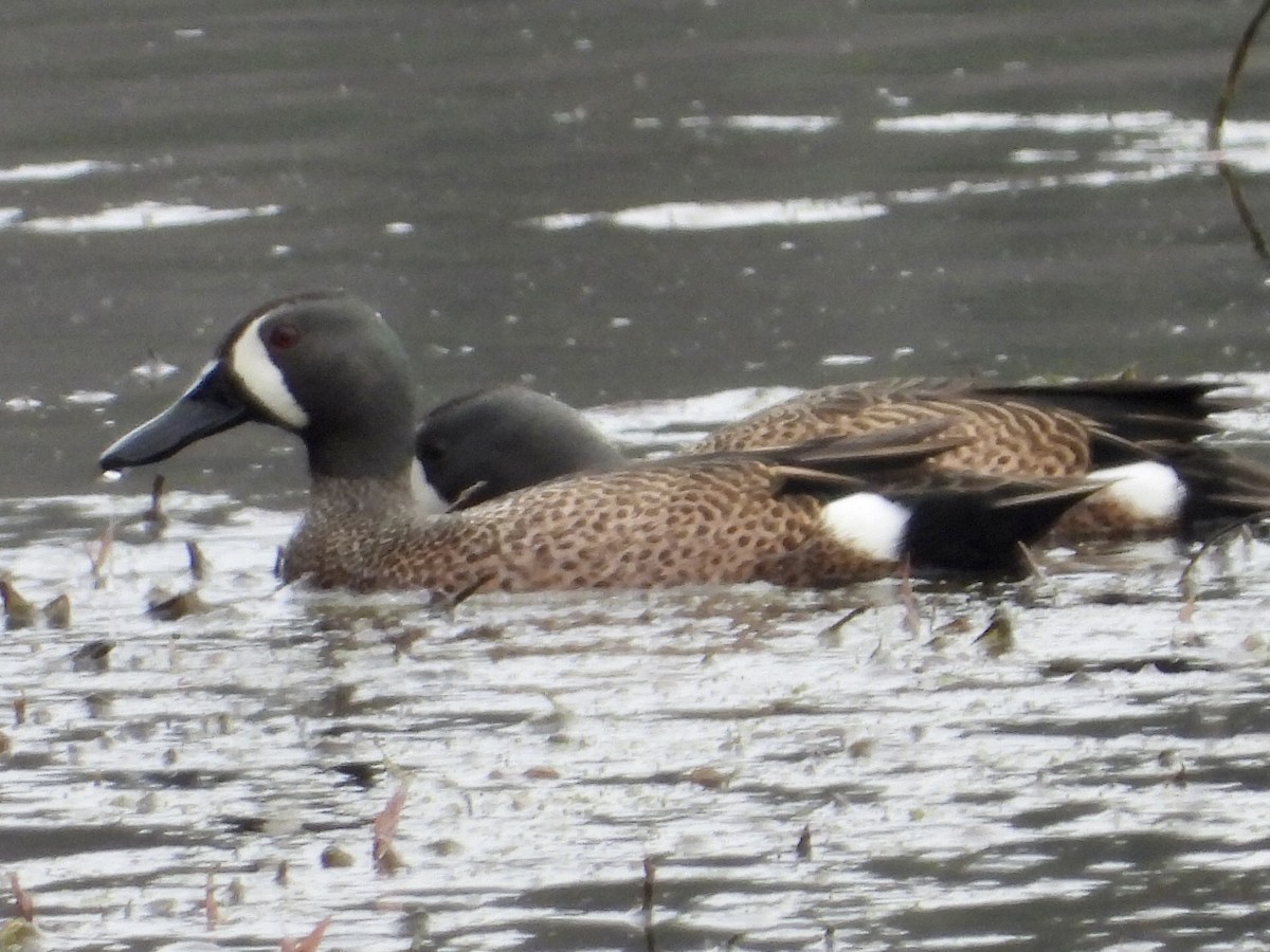Blue-winged Teal - ML432338461