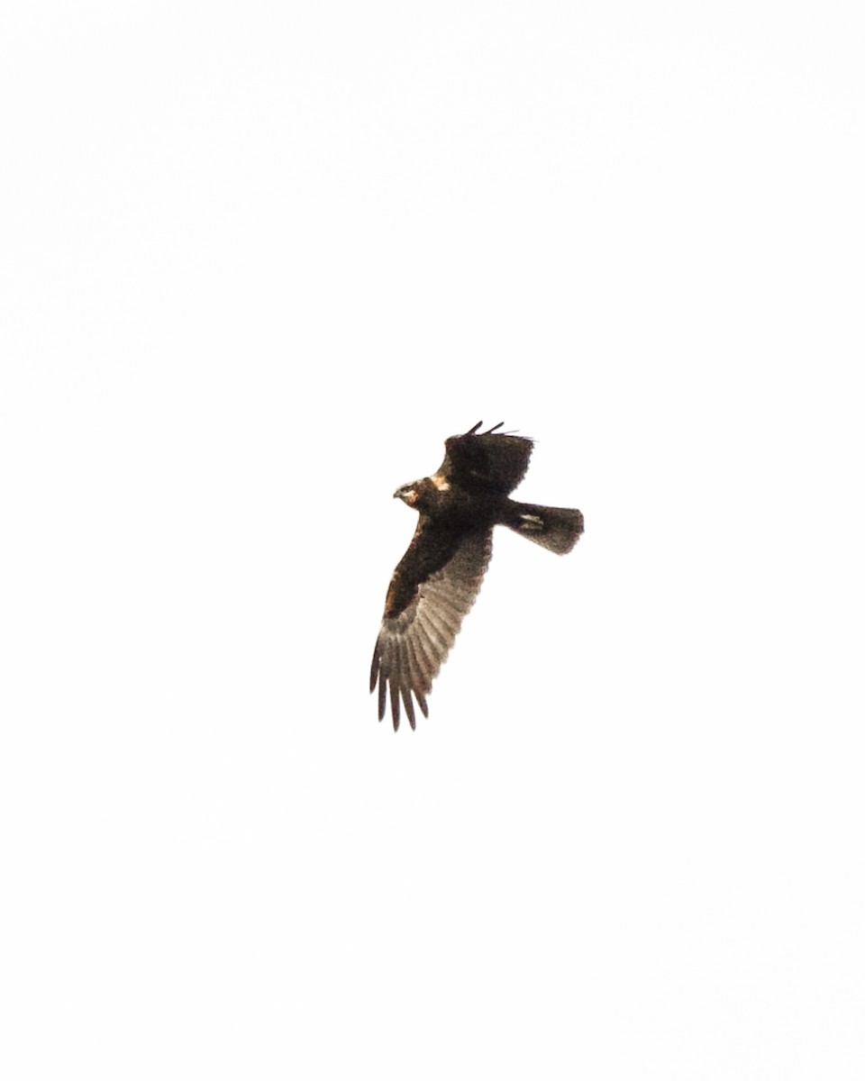 Western Marsh Harrier - ML432338941