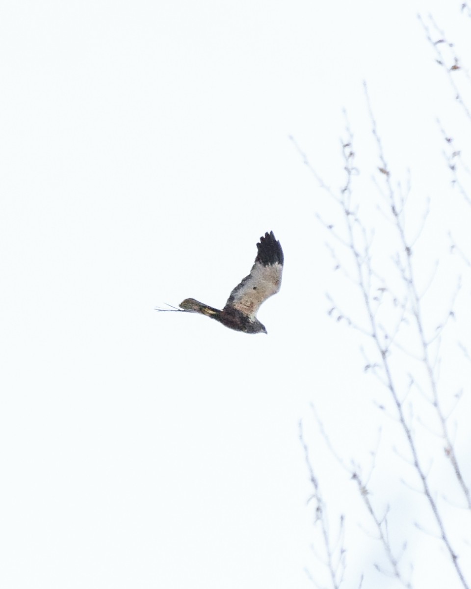 Western Marsh Harrier - ML432338951