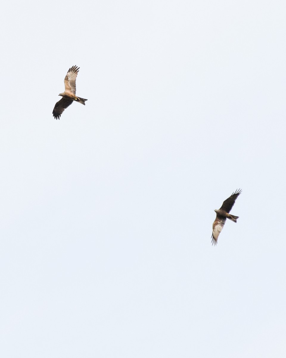 Black Kite - ML432339081