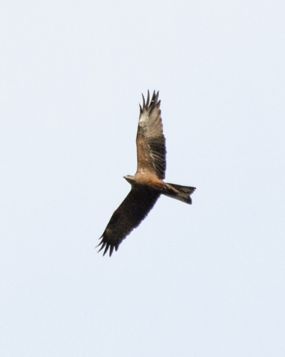 Black Kite - ML432339091