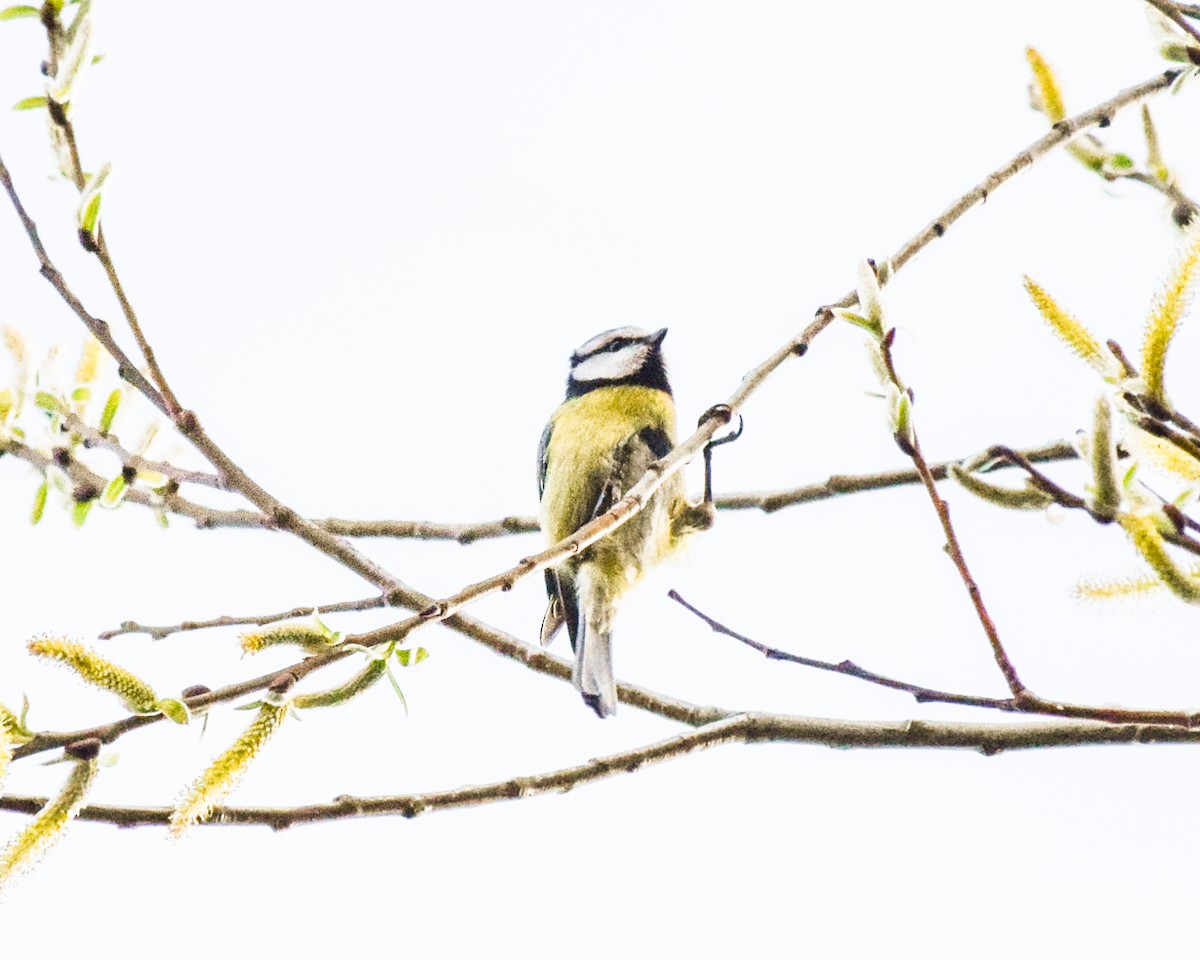 Eurasian Blue Tit - ML432339261