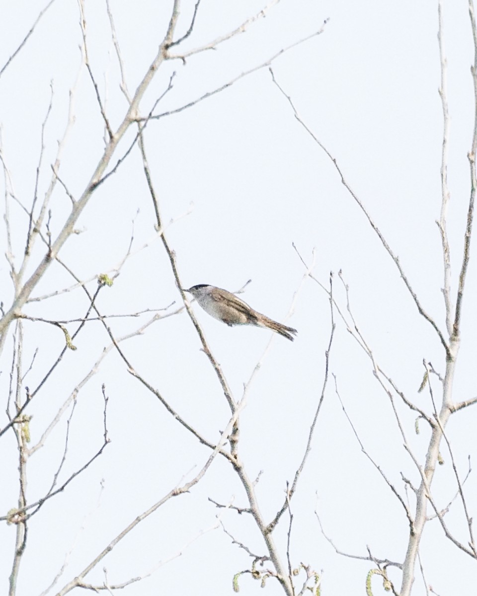 Eurasian Blackcap - ML432339341
