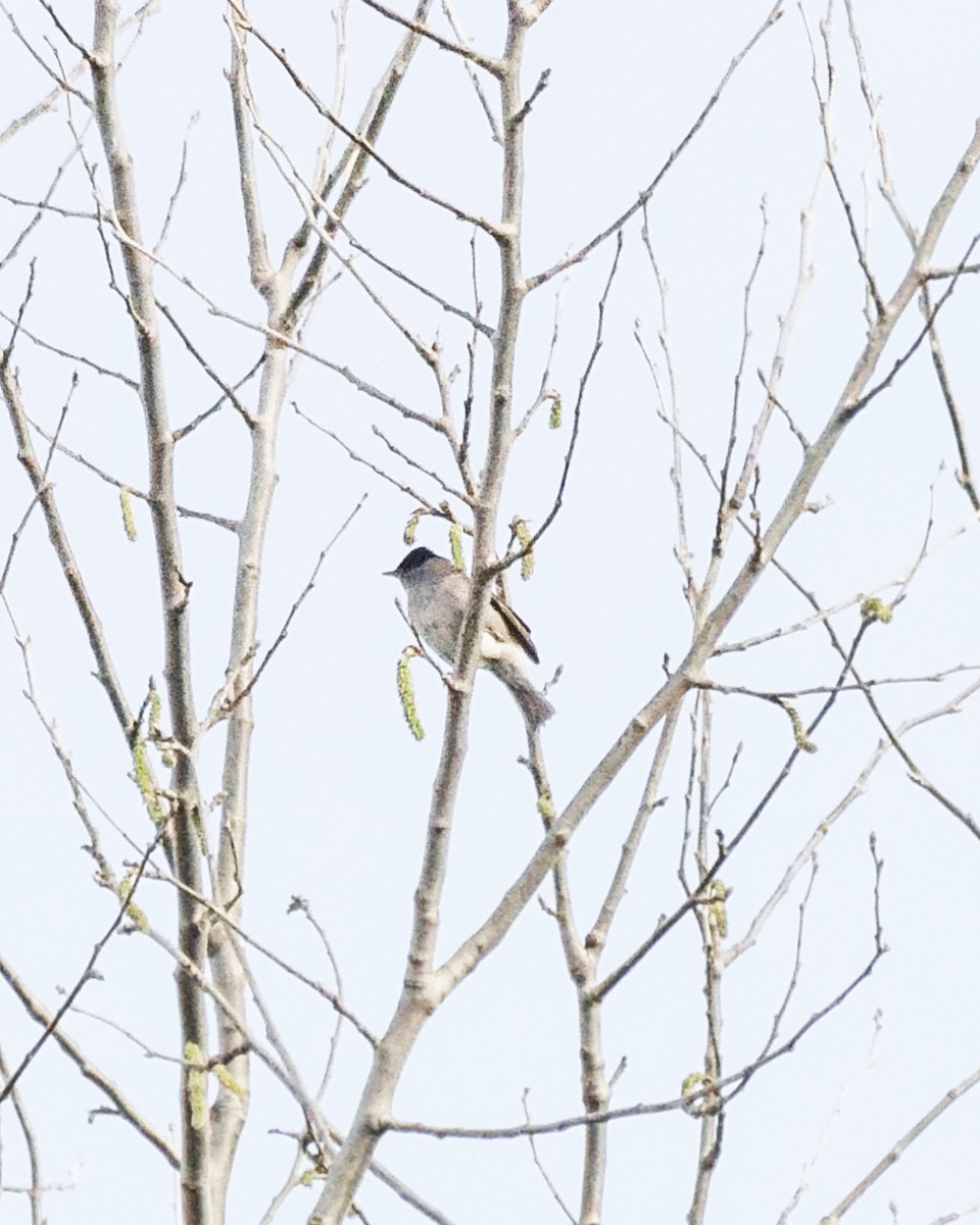 Eurasian Blackcap - ML432339351