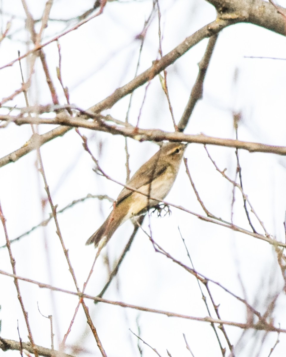 Phylloscopus sp. - ML432339521