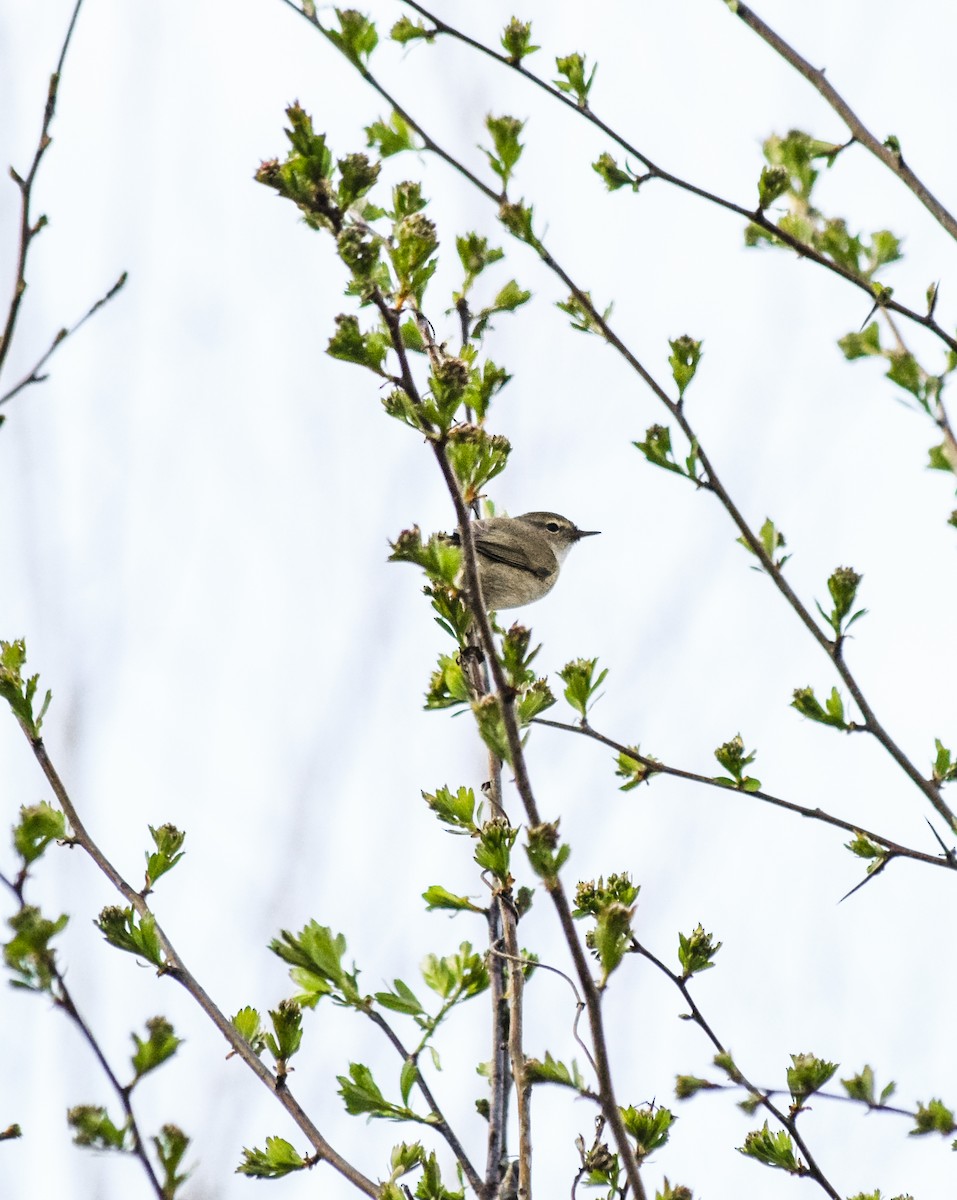 Phylloscopus sp. - ML432339541