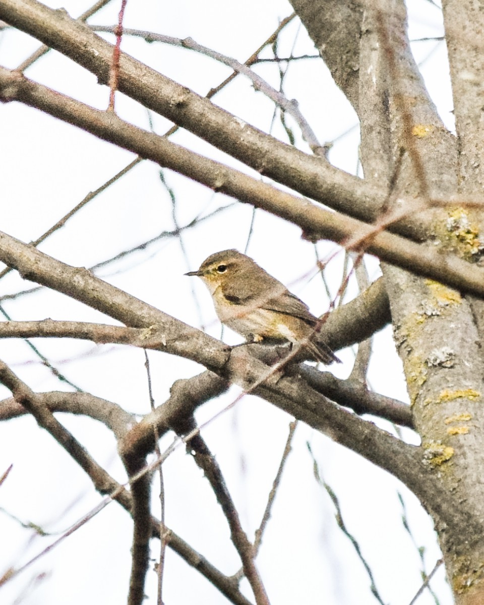 Phylloscopus sp. - ML432339591