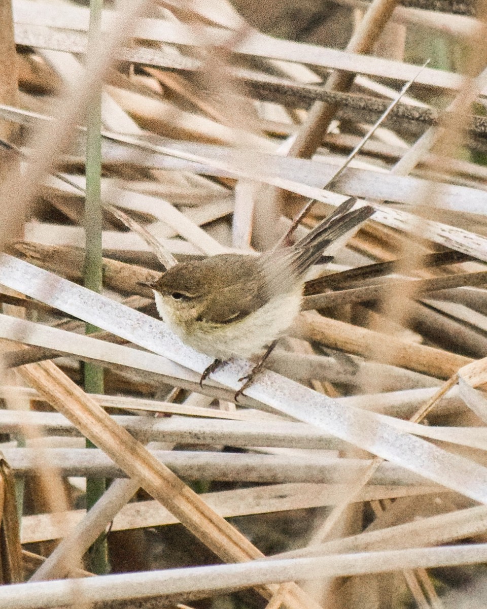 Phylloscopus sp. - ML432339601