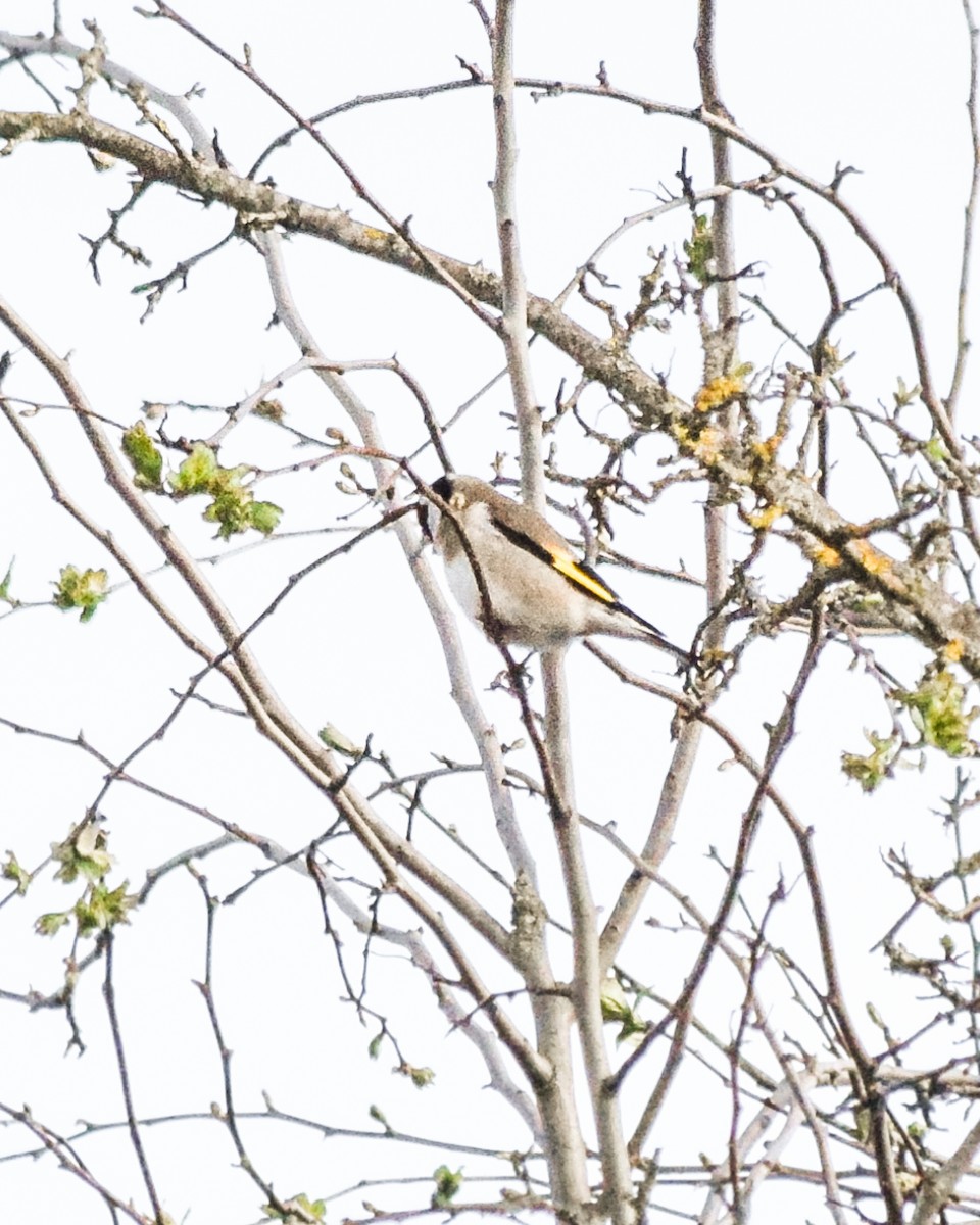 European Goldfinch - ML432342061