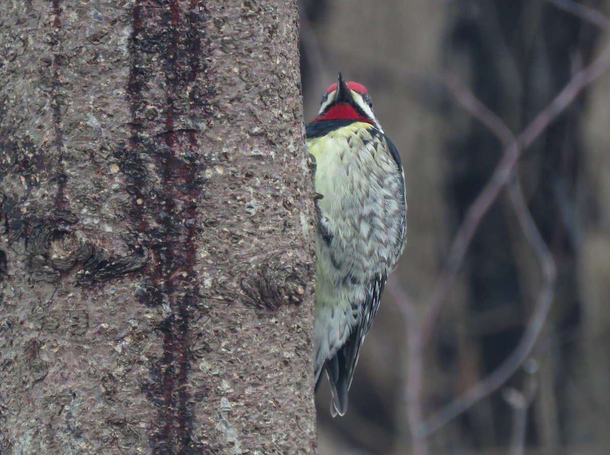 Yellow-bellied Sapsucker - ML432342101