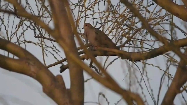 Mourning Dove - ML432342291