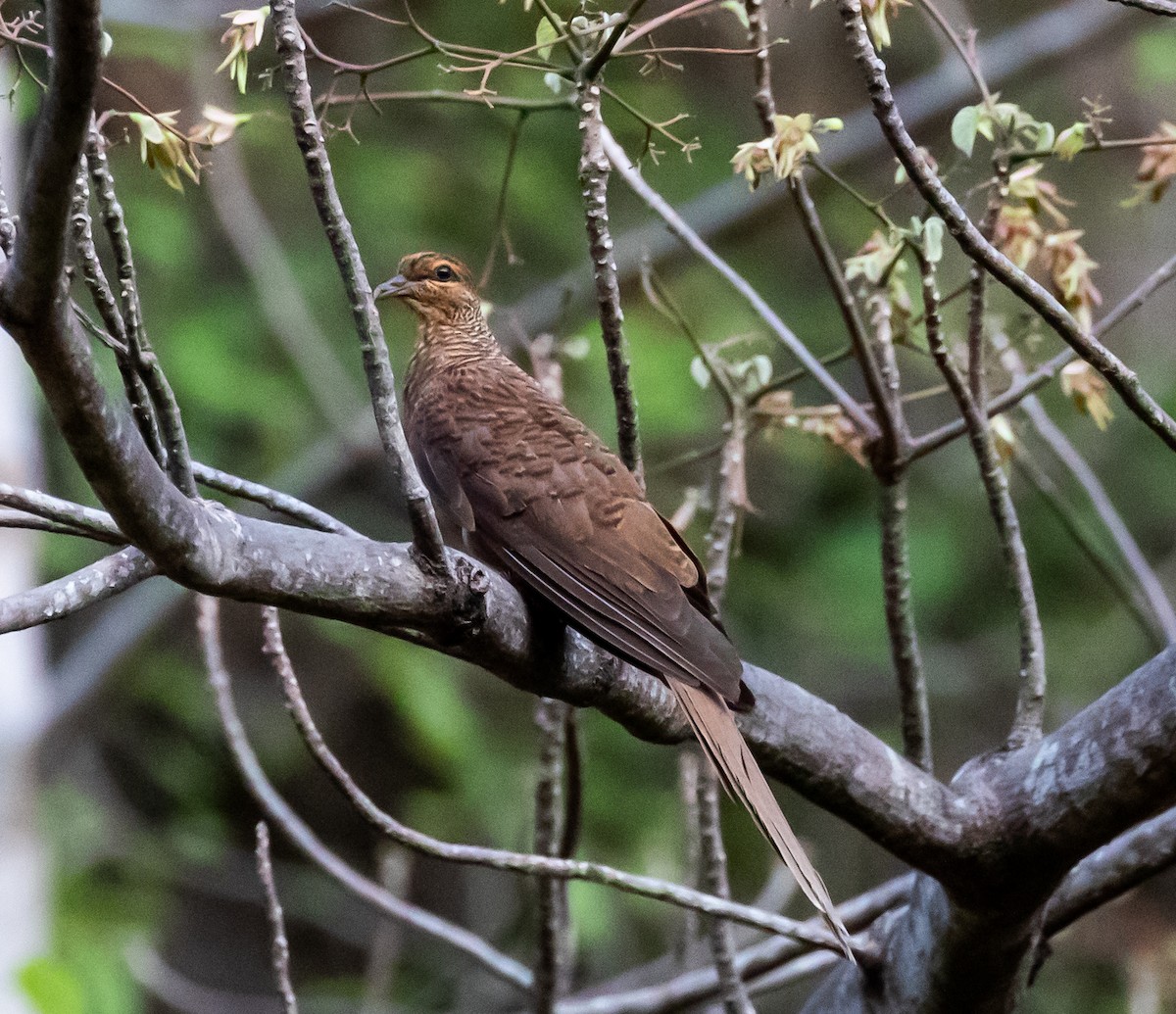 Timor Cuckoo-Dove - ML432342441