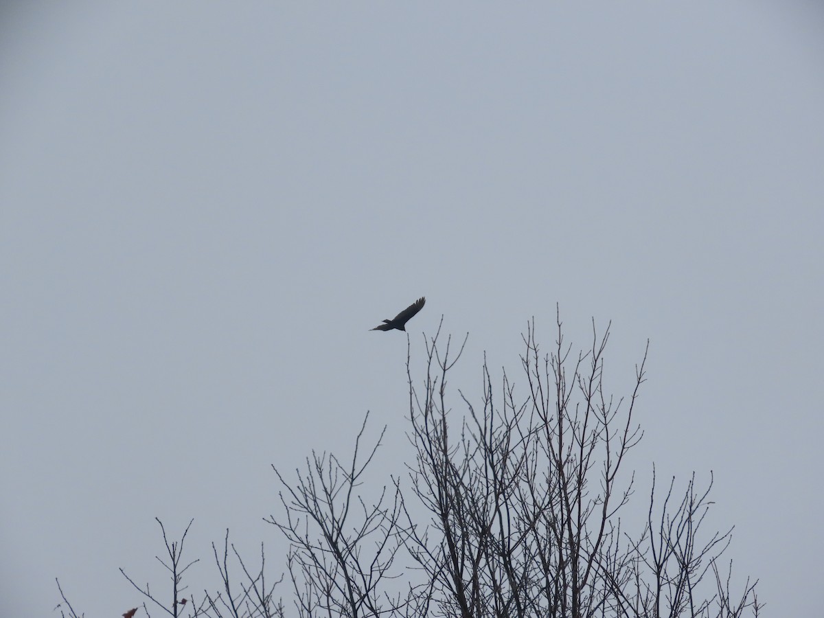 Turkey Vulture - ML432343581