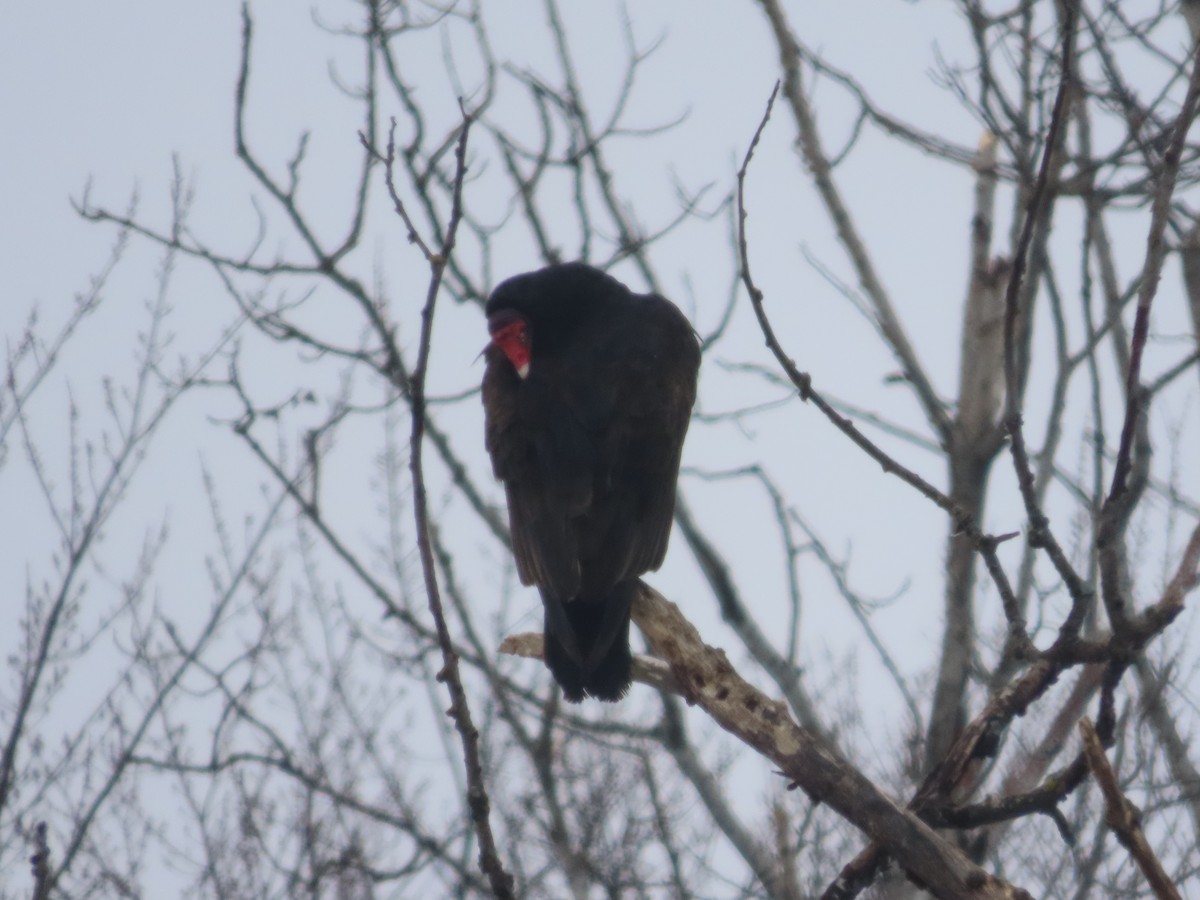 Turkey Vulture - ML432343861