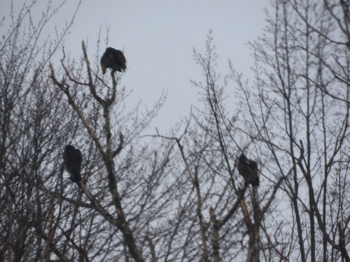 Turkey Vulture - ML432343931