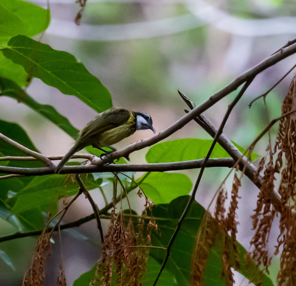 Black-chested Honeyeater - ML432346891