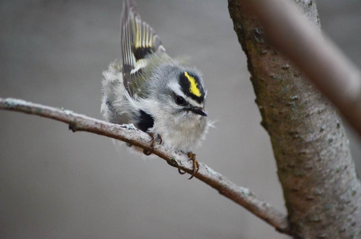 Golden-crowned Kinglet - Jean and Bob Hilscher