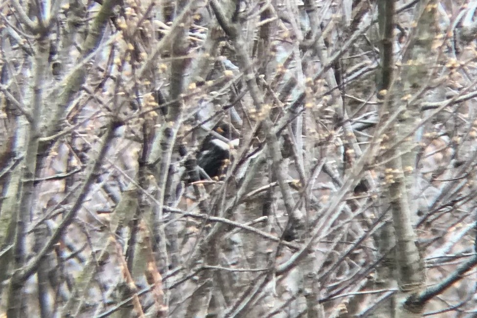 Ring Ouzel - ML432348561