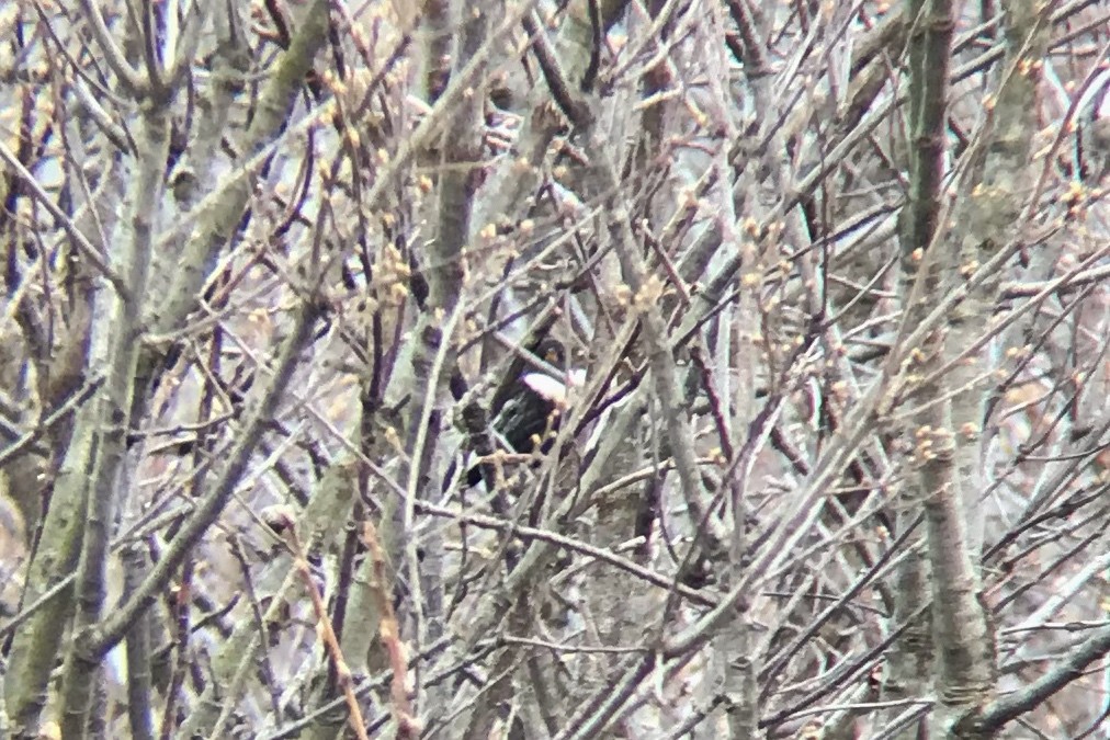 Ring Ouzel - ML432348611