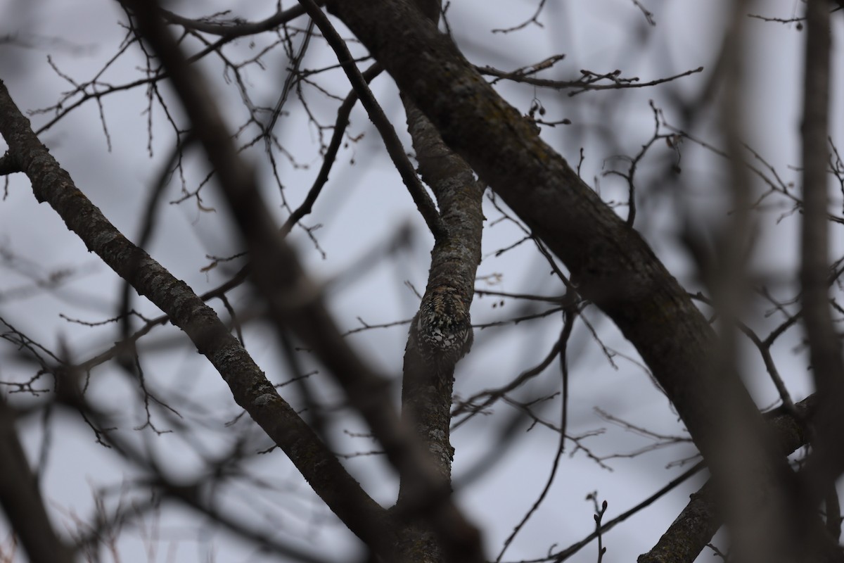 Yellow-bellied Sapsucker - ML432351261