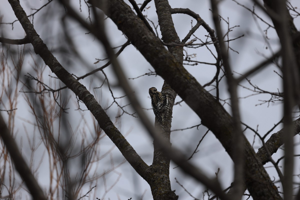 Yellow-bellied Sapsucker - ML432351341