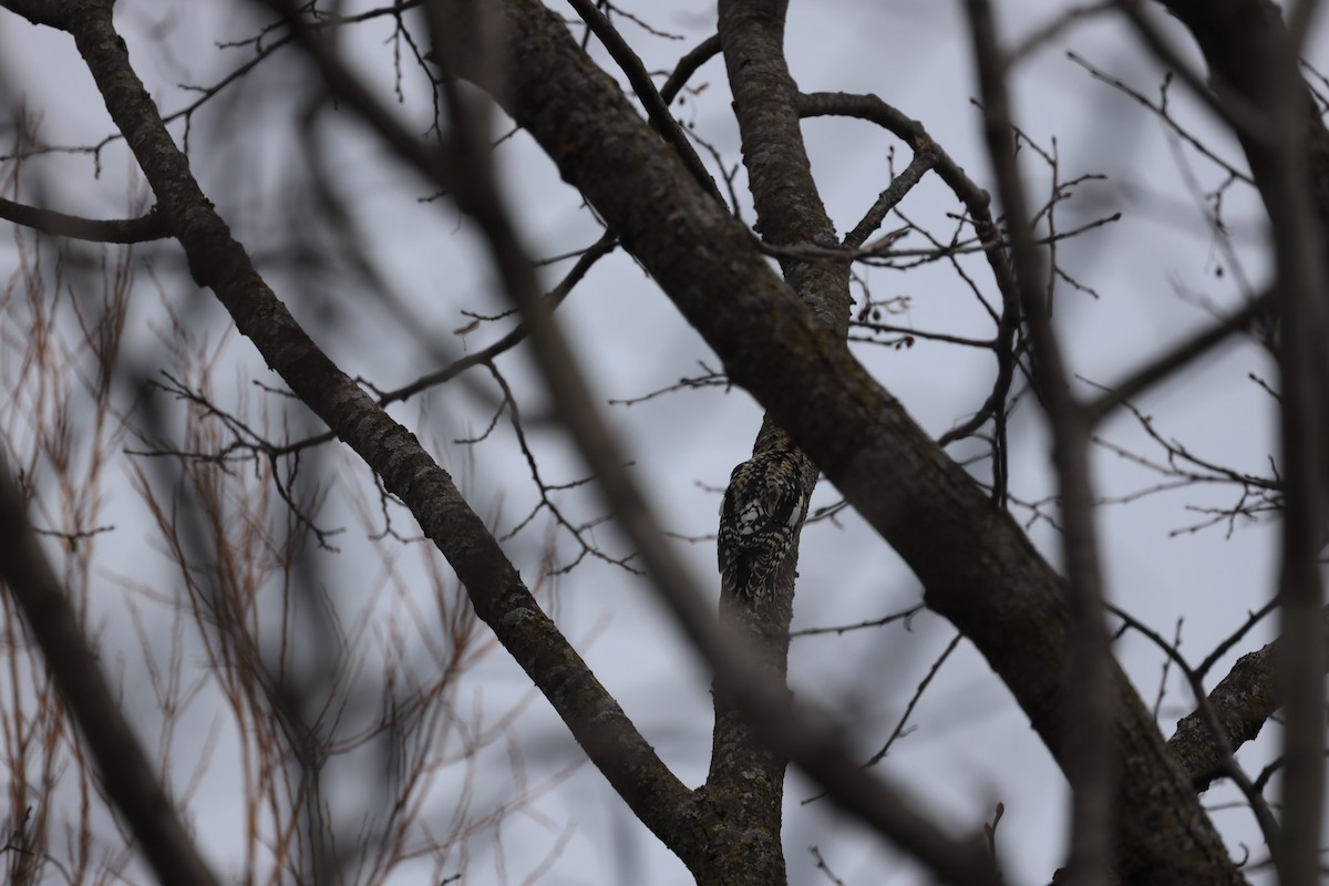 Yellow-bellied Sapsucker - ML432351451