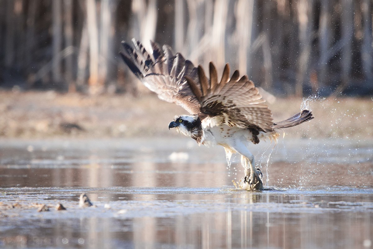 Osprey - ML432352571