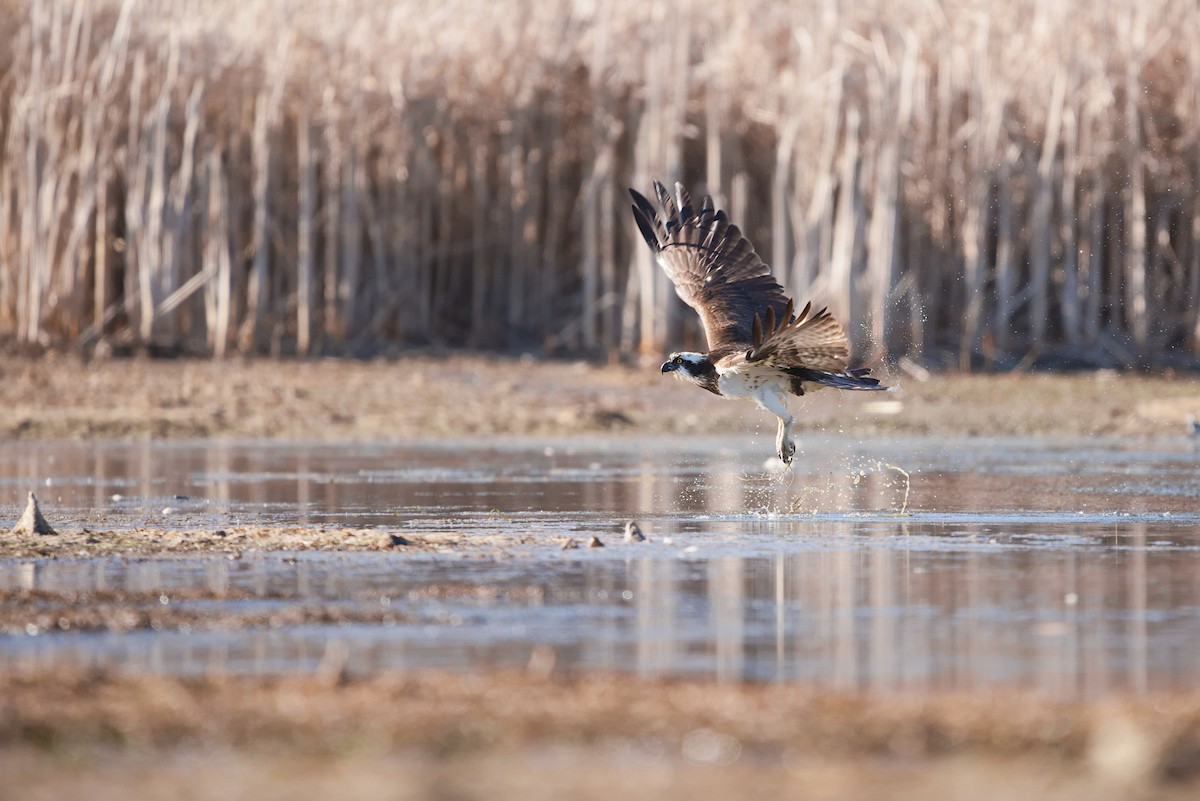 Скопа західна - ML432352781