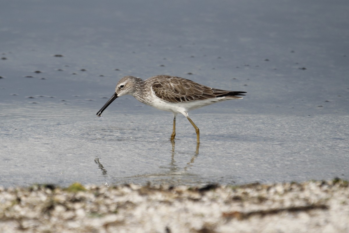 Stilt Sandpiper - Bryce Loschen