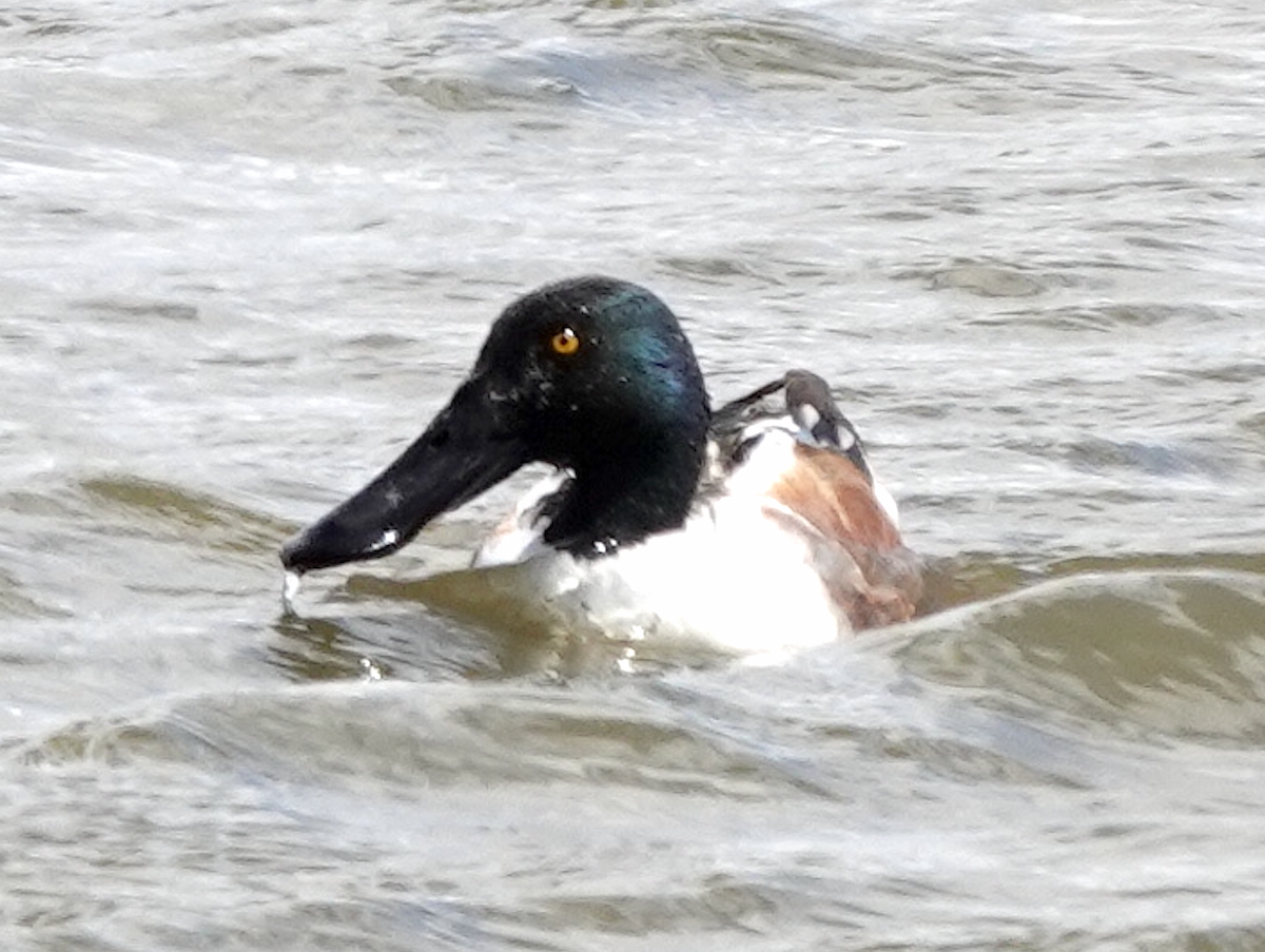 Northern Shoveler - ML432353391