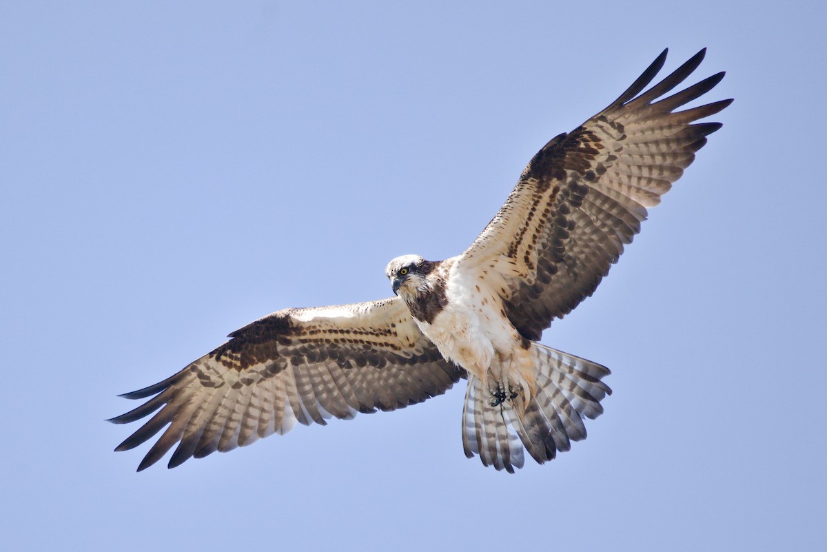 Скопа західна - ML432353541