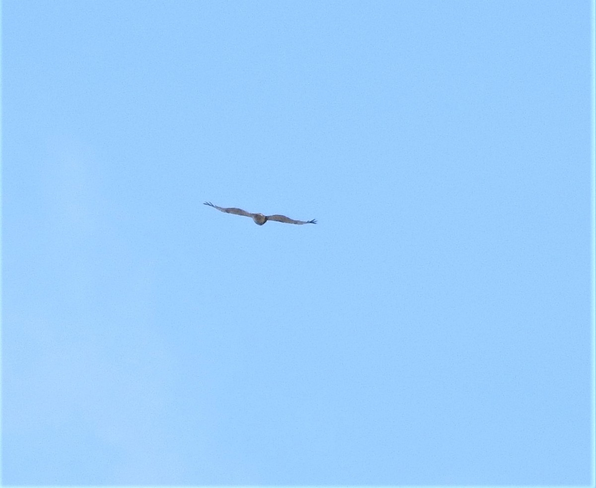 Red-tailed Hawk - Diane Stinson